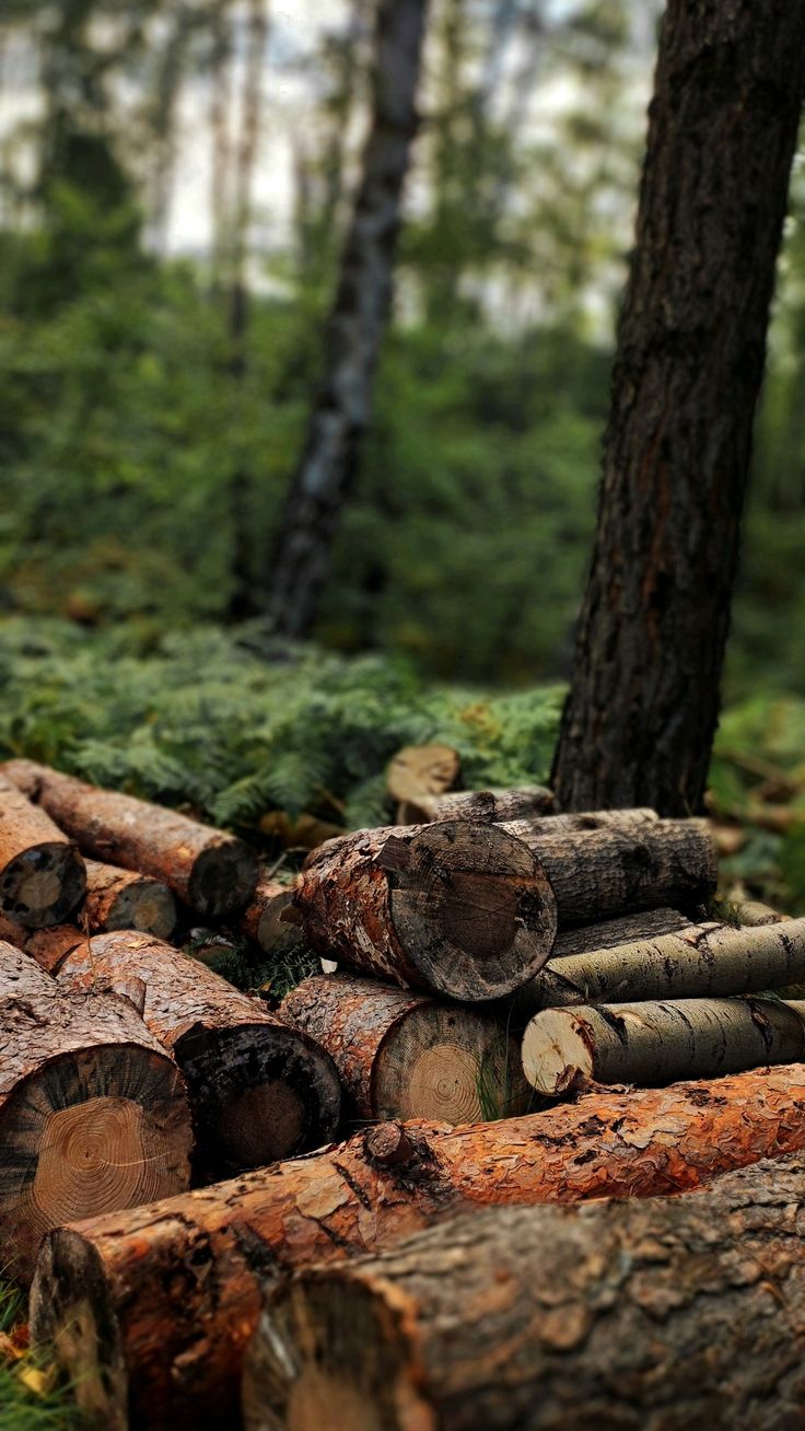 Timber yard and wood showroom in Faridabad